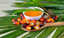 اضرار زيت النخيل للرضع