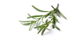 أضرار الروزماري للشعر