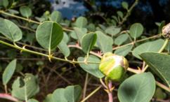 اضرار شجرة اللصف