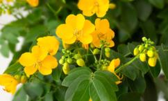 فوائد السنامكي للوجه