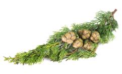 فوائد السرو للشعر