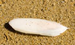 فوائد لسان البحر للشعر