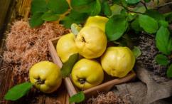 فوائد السفرجل للنساء