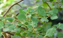 فوائد البشام للبشره