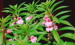 فوائد البشام للتنحيف