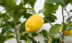 فوائد الترنج للتخسيس