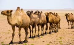 أضرار سنام الابل للشعر