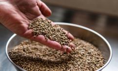 أضرار بذور الاكبي للتسمين