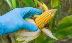 فوائد الذرة الصفراء للتسمين