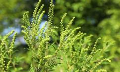 فوائد الدمسيسة للرحم