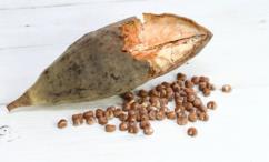 فوائد الحبحبوه للنساء