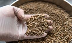 أضرار بذور الاكبي للنساء