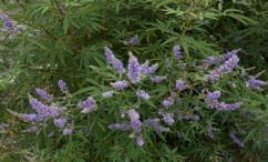 اضرار كف مريم للنساء