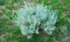 اضرار الشيح للنساء