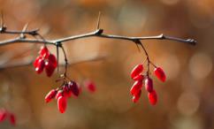 فوائد البربرين للنساء