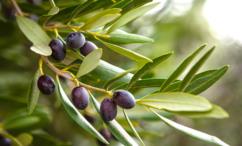 اضرار ورق الزيتون