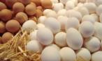 فوائد البيض البلدي