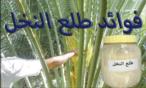 فوائد طلع النخل للانتصاب