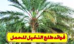 فوائد طلع النخل للحمل