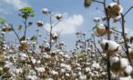 طريقة زراعة القطن