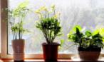 ضعي هذه النباتات في غرفتك لتنامي بشكل أفضل !