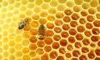 فوائد خلية عسل النحل