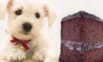 احذروا..الشوكولاته سامة للكلاب