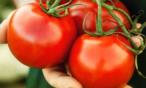 أسباب صحية تجعل الطماطم من أساسيات مائدتك !