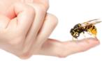 فوائد علاج سم النحل