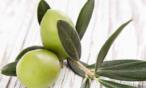 فوائد مضغ ورق الزيتون