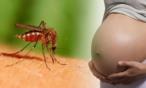 معلومات لم تعرفيها من قبل عن فيروس زيكا