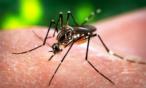 إكتشاف حقائق مخيفة جديدة عن فيروس زيكا