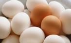 حقائق لا تحبين معرفتها عن مزارع البيض !
