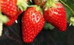 الفراولة لذيذة وهذه هي فوائدها!