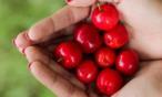 فوائد وأضرار الكرز