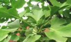 أضرار ginkgo biloba