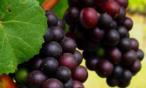 ما هي فوائد العنب الأحمر