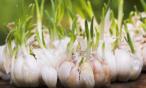 لا ترمي براعم الثوم بعد الآن.. تعرّفي على السبب  !!