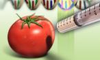 هل يجب أن نقلق قبل تناول الأغذية المعدلة وراثياً؟
