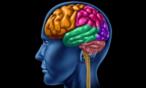 دراسة حديثة تؤكد: خلايا الدماغ لا تتجدد عند هذا السن!