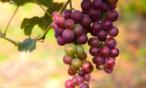 فوائد العنب الأحمر على الريق