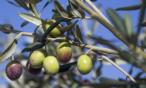 السعرات الحرارية في الزيتون