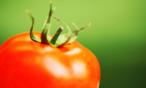 القيمة الغذائية للطماطم
